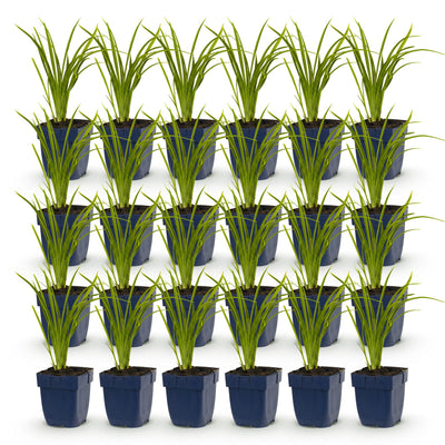 Green boutiQ - Perennial - Hemerocallis Autumn Red - Daylily - Bee and Butterfly Attractors - Red - 24 Plants - Pot 11cm - Height 15-25cm