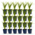 Green boutiQ - Perennial - Hemerocallis Autumn Red - Daylily - Bee and Butterfly Attractors - Red - 24 Plants - Pot 11cm - Height 15-25cm Bild 12