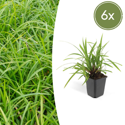 6x Carex morrowii 'Irish Green' - 10-25cm - Ø9cm