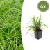 6x Carex morrowii 'Irish Green' - 10-25cm - Ø9cm Bild 1