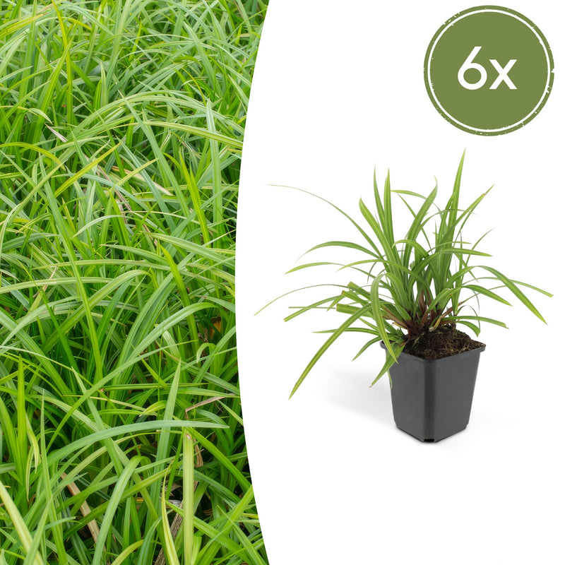 6x Carex morrowii 'Irish Green' - 10-25cm - Ø9cm
