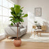 Ficus Lyrata Baum (Geigenfeige) - 180 cm - Ø30 cm Topf Bild 3