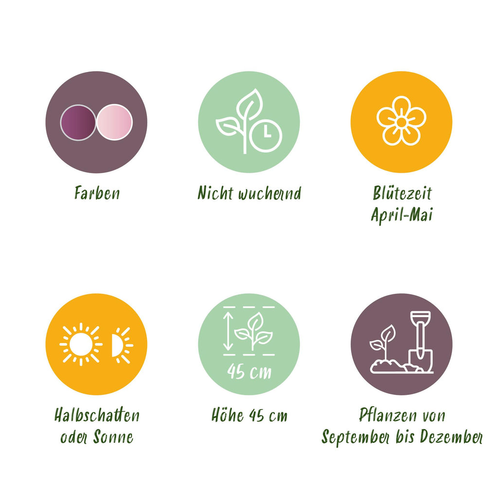 GreenboutiQ - Blumenzwiebeln - Tulp Macron mix - Bulbs Hardy Perennial - Verschiedene Farben - 12 Stück - Zwiebelgröße 11/12 - XXL Pack