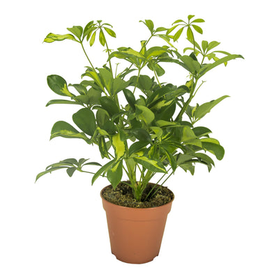 Schefflera Gerda Topfpflanze Ø13cm, Höhe 35cm – Elegante grüne Blätter