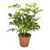 Schefflera Gerda Topfpflanze Ø13cm, Höhe 35cm – Elegante grüne Blätter Bild 1