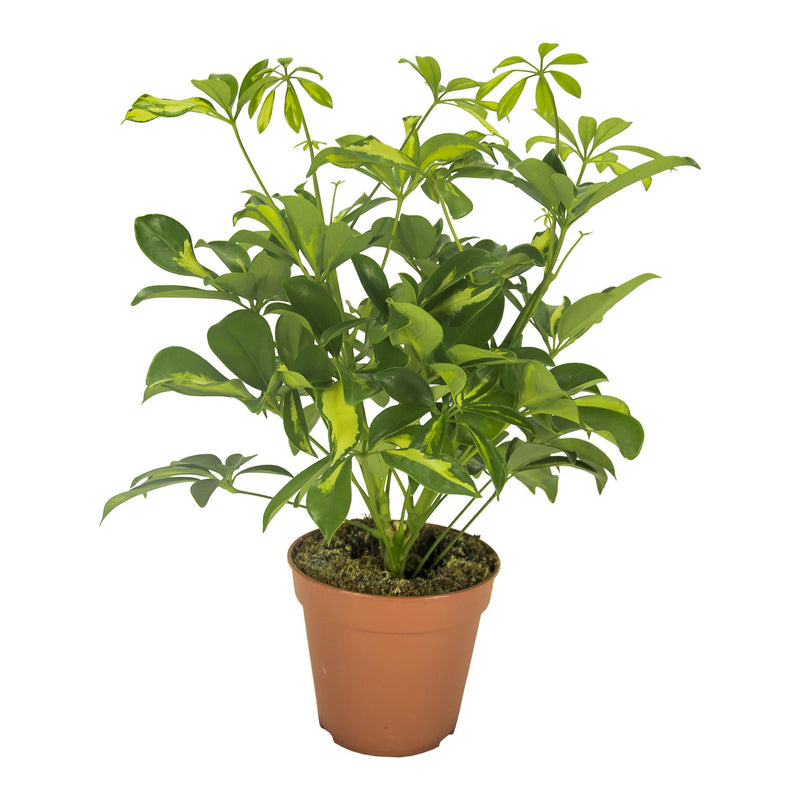 Schefflera Gerda Topfpflanze Ø13cm, Höhe 35cm – Elegante grüne Blätter
