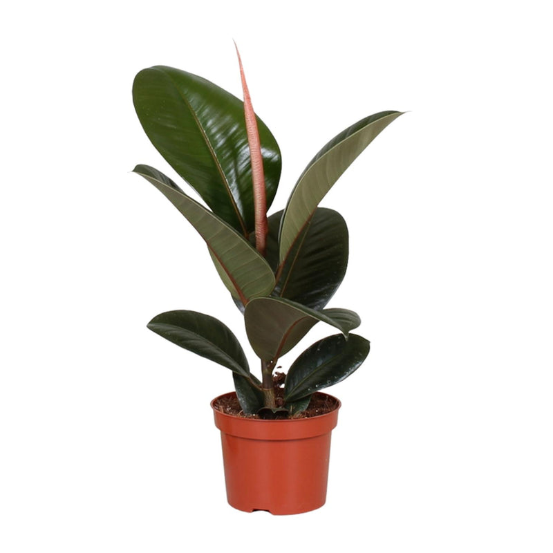 Ficus Elastica Robusta Gummibaum | 12cm Topf | 35cm Höhe