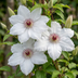 4x Clematis Miss Bateman - Waldrebe Miss Bateman - Weiß - Kletterpflanze - Ø9cm - ↕35cm Bild 3