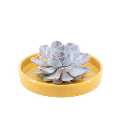 ROOTLESS Echeveria Lilacina in gelber Keramikschale, Ø20 cm