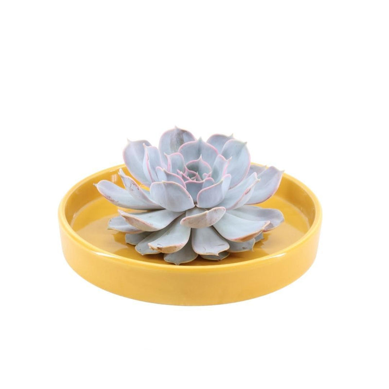 ROOTLESS Echeveria Lilacina in gelber Keramikschale, Ø20 cm
