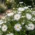 Green boutiQ - Perennial - Aster (D) Schneekissen - Sea Aster - Bee and Butterfly Attractors - White - 12 Plants - Pot 11cm - Height 15-25cm Bild 5