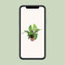 Philodendron Imperial Green: Große Zimmerpflanze Ø27cm, 80cm hoch Bild 5