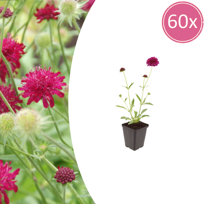 Knautia macedonica (Mazedonische Witwenblume), 60 Stück