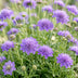 Green boutiQ - Staude - Scabiosa col. Butterfly Blue - Taubenkraut - Bienen und Schmetterlingsmagneten - Lila - 1 Pflanze - Topf 11cm - Höhe 15-25cm Bild 4