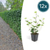 12x Irisches Efeu (Hedera Hibernica), 10-25cm, Ø9cm Bild 1