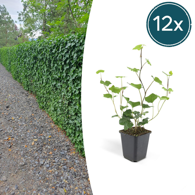 12x Irisches Efeu (Hedera Hibernica), 10-25cm, Ø9cm