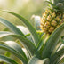 Pineapple Plant 'Mi Amigo' – Exotic Eye-Catcher for Your Home (Set of 2) Bild 3
