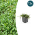 12x Leptinella Squalida Bodendecker - 10-25cm Bild 1