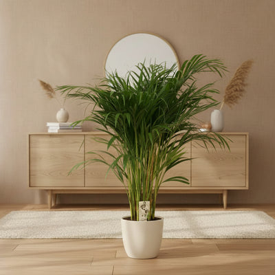 Dypsis Lutescens - Goldfruchtpalme Ø24cm ↕120cm