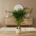 Dypsis Lutescens - Goldfruchtpalme Ø24cm ↕120cm Bild 2