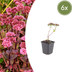 6x Sedum 'Matrona' - Fetthenne, 10-25cm Bild 1