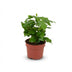 Kaffeepflanze Coffea Arabica, pflegeleicht, 15-20cm, Topf 12cm Bild 1