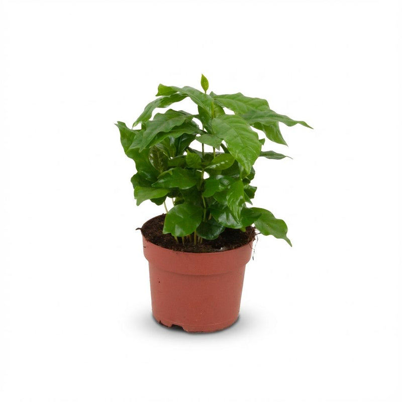 Kaffeepflanze Coffea Arabica, pflegeleicht, 15-20cm, Topf 12cm