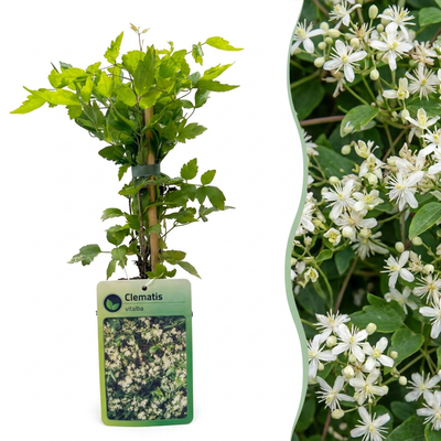 2x Clematis 'Marjorie' - Waldrebe - Rosa Blüten - Kletterpflanze Ø9cm