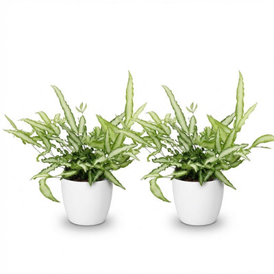 Green boutiQ Pteris cretica Albolineata Schwertfarn, 2 Pflanzen