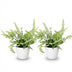 Green boutiQ Pteris cretica Albolineata Schwertfarn, 2 Pflanzen Bild 2