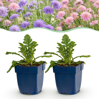 Green boutiQ - Perennial - Scabiosa Duo - Pincushion Flower - Bee and Butterfly Attractors - Purple - Pink - 12 Plants - Pot 11cm - Height 15-25cm