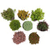 Green boutiQ Bodendecker - Winterharte Alpine Mischung, 8 Pflanzen Bild 2