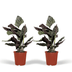 2x Calathea Ornata (Pinstripe Calathea) – 50cm – ø14cm Pot Bild 1