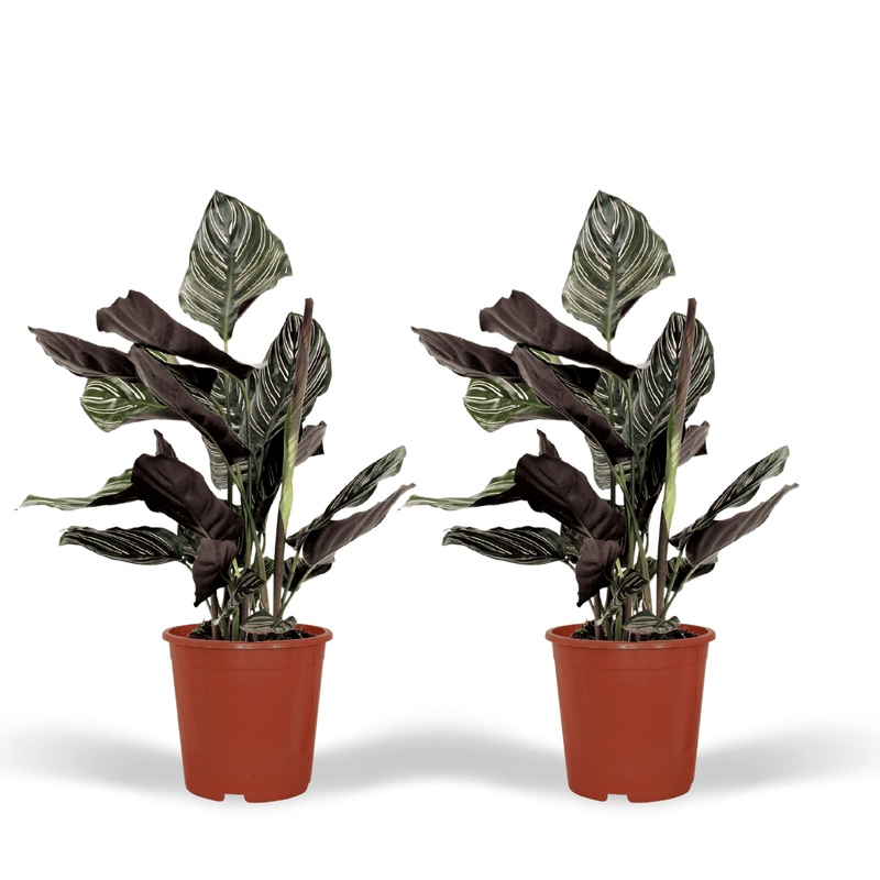 2x Calathea Ornata (Pinstripe Calathea) – 50cm – ø14cm Pot