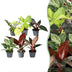 6 Baby Philodendron Vielfalt (Ø6cm) - Farbintensiv & pflegeleicht Bild 1