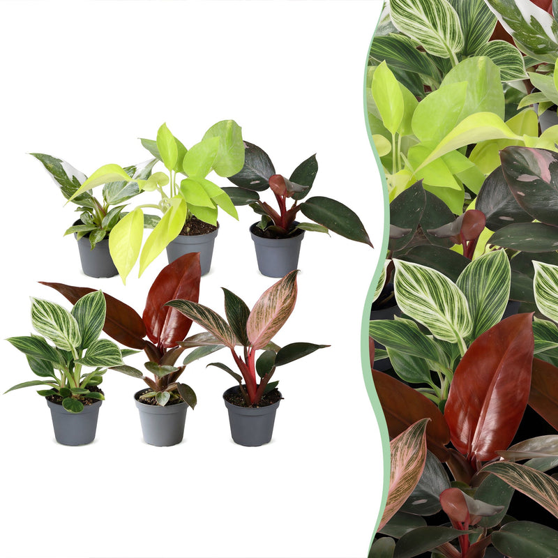 6 Baby Philodendron Vielfalt (Ø6cm) - Farbintensiv & pflegeleicht