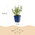 Green boutiQ - Stauden - Nepeta faassenii Walker's Low - Katzenminze - Bienen- und Schmetterlingsanziehung - Blau - 1 Pflanze - Topf 11cm - Höhe 15-25cm Bild 8