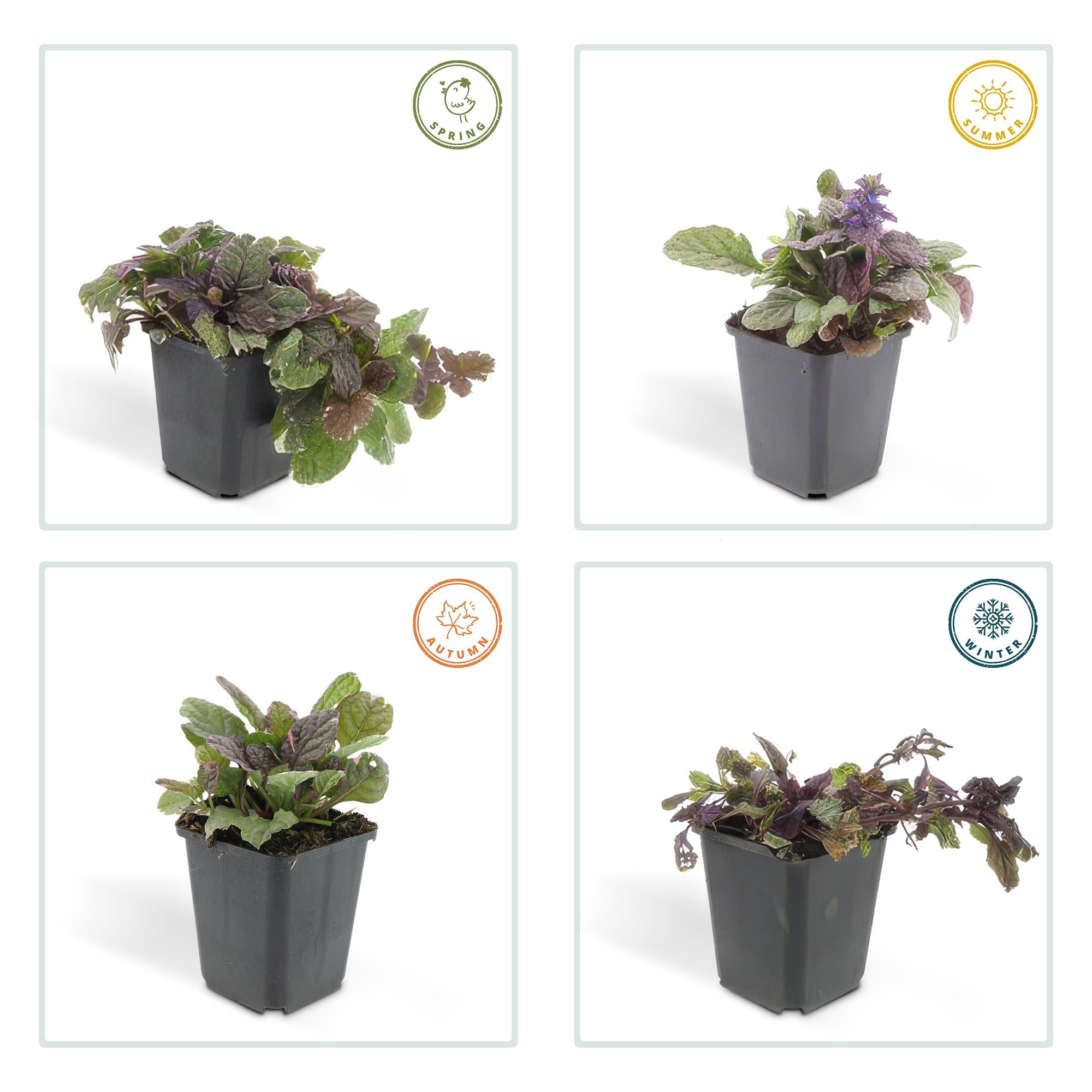 12x Ajuga reptans 'Burgundy Glow' Bodendecker - 10-25cm hoch