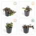 12x Ajuga reptans 'Burgundy Glow' Bodendecker - 10-25cm hoch Bild 4