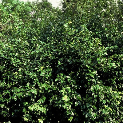6x Euonymus fortunei 'Coloratus' - Bodendecker, 10-25cm