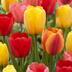 30x Tulpenzwiebeln Darwin Hybrid Mix - Frühblüher Blumenzwiebeln Bild 1