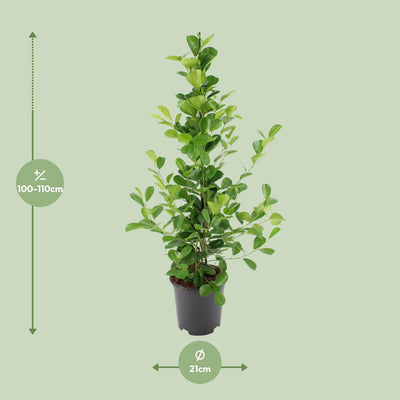 Ficus microcarpa Moclame (Ø21cm, ↕95cm) – Eleganter Zimmerficus für Ihr Zuhause