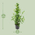 Ficus microcarpa Moclame (Ø21cm, ↕95cm) – Eleganter Zimmerficus für Ihr Zuhause Bild 2
