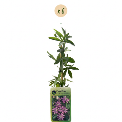 6x Passionsblume Lavender Lady, Lila Kletterpflanze im Ø9cm Topf