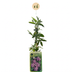 6x Passionsblume Lavender Lady, Lila Kletterpflanze im Ø9cm Topf Bild 2