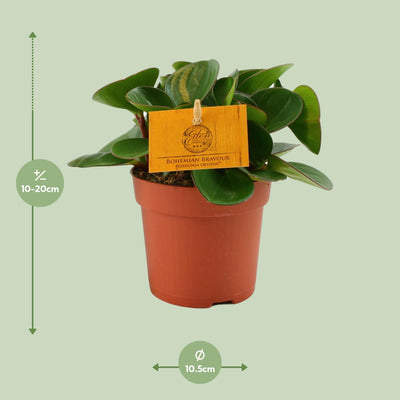 Peperomia Obtipan Ø11cm, ↕15cm - Pflegeleichte Zimmerpflanze