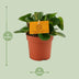 Peperomia Obtipan Ø11cm, ↕15cm - Pflegeleichte Zimmerpflanze Bild 2