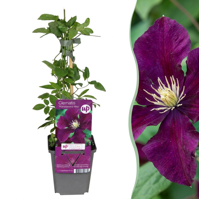 6x Clematis Warszawska Nike - Waldrebe Warszawska Nike - Rot - Kletterpflanze - Ø9cm - ↕35cm