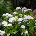 Hydrangea Endless Summer 'The Bride' - 8x Pflanzen, Weiß, Winterhart Bild 5