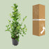 Ficus microcarpa Moclame (Ø21cm, ↕95cm) – Eleganter Zimmerficus für Ihr Zuhause Bild 4
